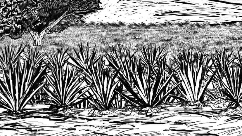 Tequila Herradura